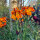 Violaciocca gialla Goliath Brown (Erysimum cheiri) semi