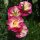 Papavero della California Rose Chiffon (Eschscholzia californica) semi