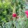 Papavero della California Rose Chiffon (Eschscholzia californica) semi