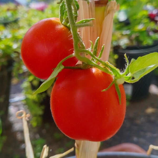 Pomodoro De Berao (Solanum lycopersicum) biologico semi