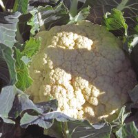 Cavolfiore Neckarperle (Brassica oleracea var. botrytis)...