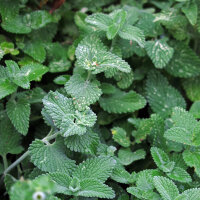 Erba gatta (Nepeta cataria) semi