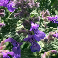 Erba gatta (Nepeta cataria) semi