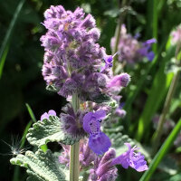 Erba gatta (Nepeta cataria) semi