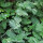 Erba gatta (Nepeta cataria) semi