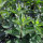 Erba gatta (Nepeta cataria) semi