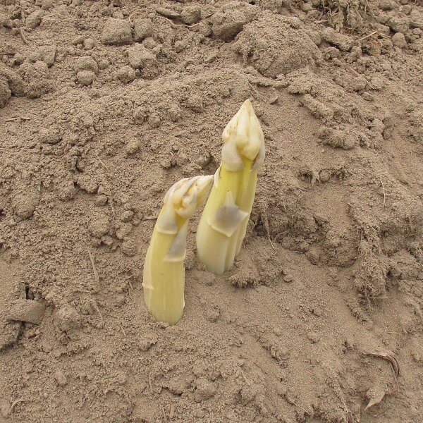Sparagio bianco Ruhm von Braunschweig (Asparagus officinalis) semi