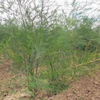 Sparagio bianco Ruhm von Braunschweig (Asparagus...