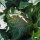 Cavolfiore Neckarperle (Brassica oleracea var. botrytis) semi