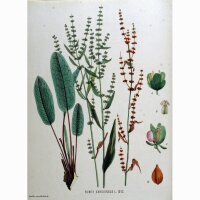 Romice sanguineo (Rumex sanguineus) semi