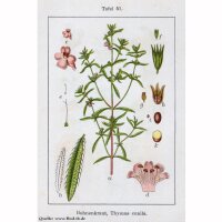 Santoreggia annua (Satureja hortensis) semi