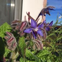 Borragine (Borago officinalis) semi