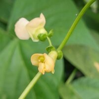 Fagiolo Pfälzer Juni (Phaseolus vulgaris) semi
