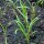 Aneto (Anethum graveolens) semi