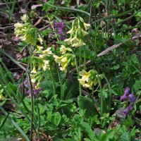 Primula odorosa (Primula veris) semi