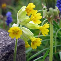 Primula odorosa (Primula veris) semi