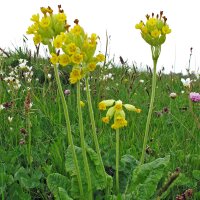 Primula odorosa (Primula veris) semi