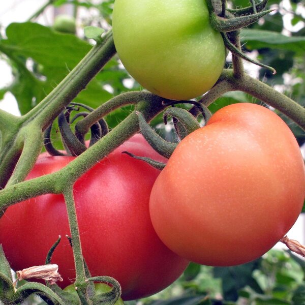 Pomodoro Saint Pierre (Solanum lycopersicum) semi