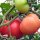 Pomodoro Saint Pierre (Solanum lycopersicum) semi