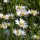 Pratolina comune (Bellis perennis) semi