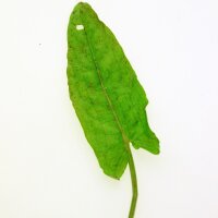 Erba brusca (Rumex acetosa) semi