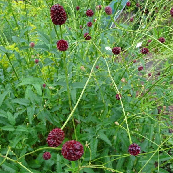 Salvastrella (Sanguisorba officinalis) semi