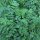 Salvastrella (Sanguisorba officinalis) semi