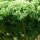 Cavolo riccio Lerchenzungen (Brassica oleracea convar. acephala var. sabellica) semi