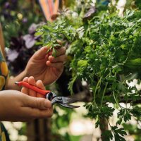 Le gioie del giardinaggio urbano - Set per la coltivazione e la moltiplicazione dei semi biologici, per chi vuole coltivare le proprie verdure