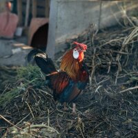 Orto colorato per lautosufficienza alimentare - Set per la coltivazione e la moltiplicazione dei semi biologici, per chi vuole coltivare le proprie verdure