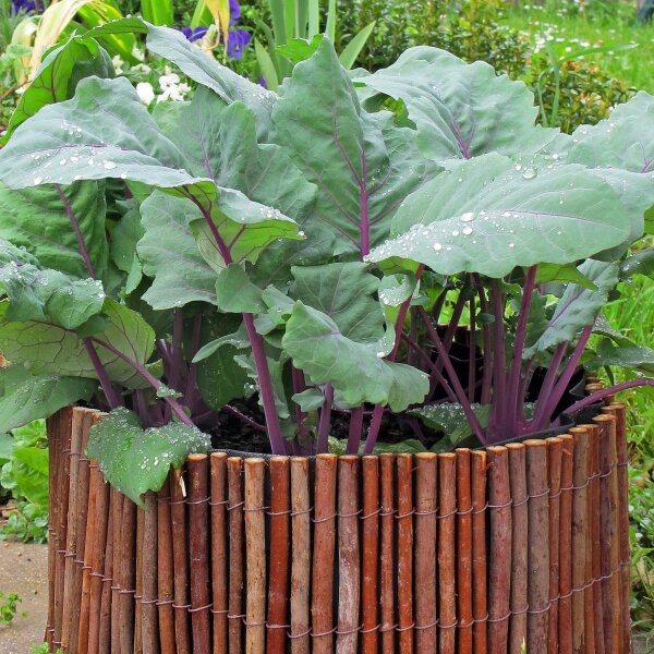 Cavolo rapa Blauer Delikatess (Brassica oleracea var. gongylodes) semi