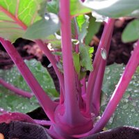 Cavolo rapa Blauer Delikatess (Brassica oleracea var. gongylodes) semi
