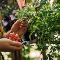 Le nostre piante preferite: verdure per il giardinaggio urbano (Bio) - Set regalo di semi