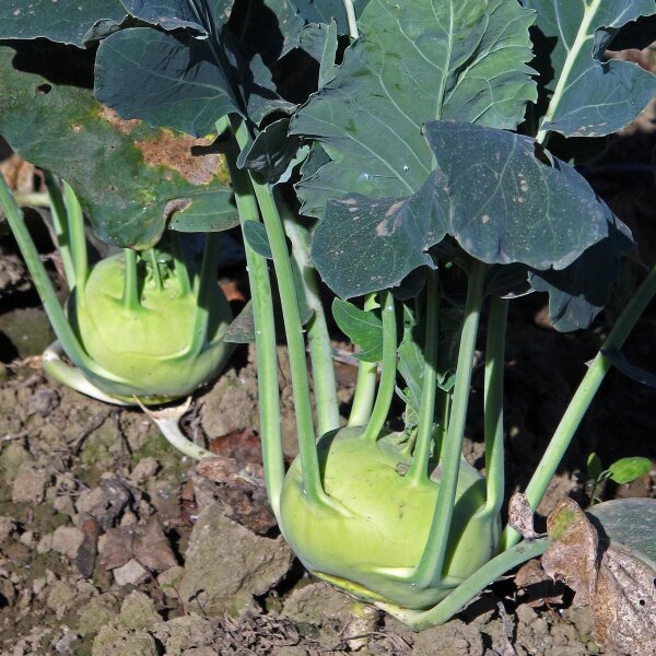 Cavolo rapa Superschmelz (Brassica oleracea var. gongylodes) semi