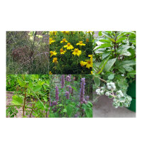 Le nostre piante preferite: erbe e spezie da usare in cucina, per gli amanti dei sapori aromatici (Bio) - Set di semi