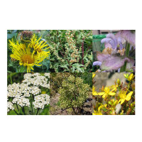 Le nostre piante preferite: piante officinali e da incenso (Bio) - Set di semi