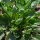 Erba di Santa Barbara (Barbarea vulgaris) semi