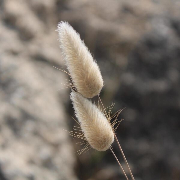 Coda di lepre (Lagurus ovatus) semi