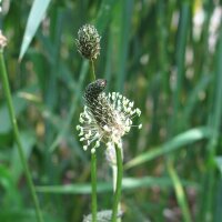 Piantaggine lanciuola (Plantago lanceolata) biologica semi