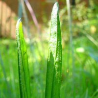 Piantaggine lanciuola (Plantago lanceolata) biologica semi