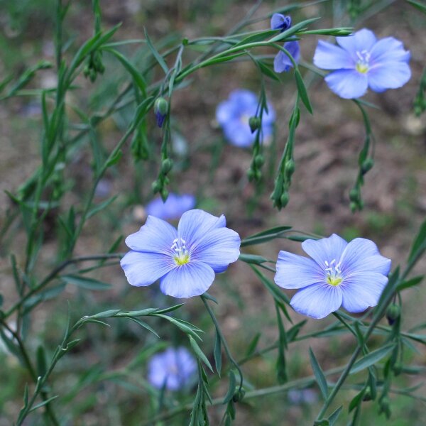 Negozio Bonsai: Semi di Lino (Linum usitatissimum