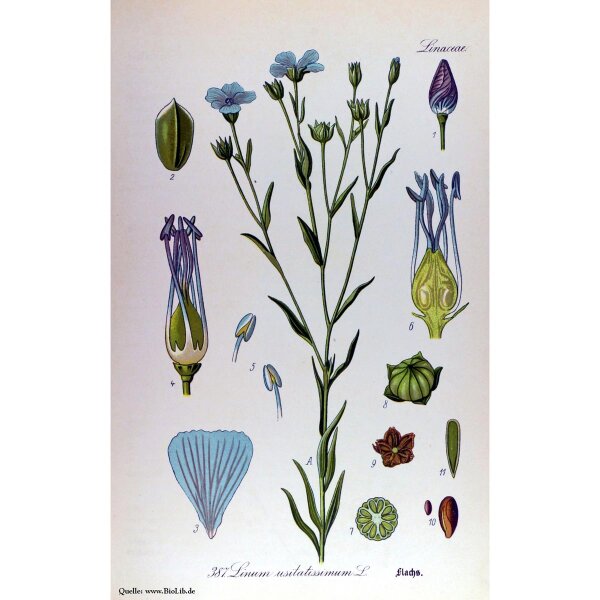 Semi Biologici Di Lino Blu (Linum Usitatissimum) - 20g Per Fertilizzante Verde - L'Attico D'Abondance