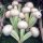 Rapa con foglia lobata Platte Witte Mei (Brassica rapa subsp. rapa var. majalis) semi