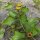 Crescione del Brasile / Jambú (Spilanthes oleracea) semi