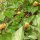 Crescione del Brasile / Jambú (Spilanthes oleracea) semi