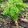 Prezzemolo riccio (Petroselinum crispum) semi
