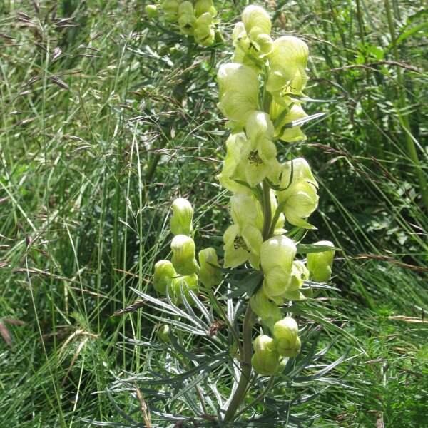 Aconito antora (Aconitum anthora)