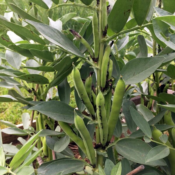 Fava Hangdown Grünkernig (Vicia faba) semi