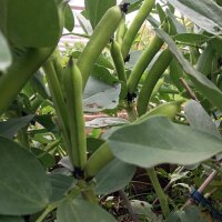 Fava Hangdown Grünkernig (Vicia faba) semi
