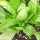 Radicchio Palla Rossa (Cichorium intybus var. foliosum) semi